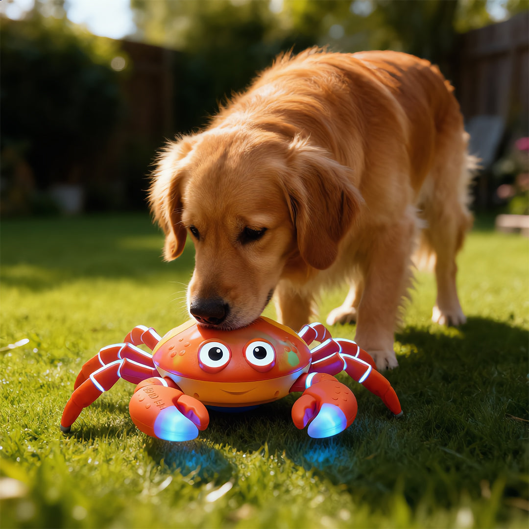 Island Scuttling Crab Interactive Toy